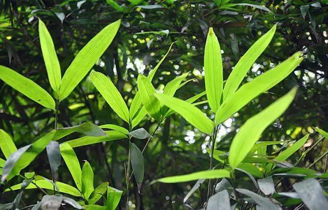 (竹种类)实心苦竹