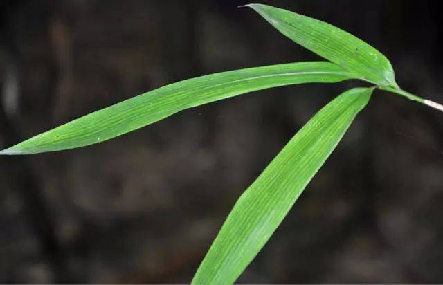 稀疏脱落性白色刺毛,基部具一圈棕黄色细刺毛,边缘具缘毛;箨耳镰刀状