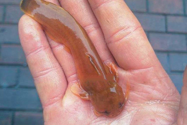 农村这种鱼会蜇人十分珍贵却被当补品快吃绝了