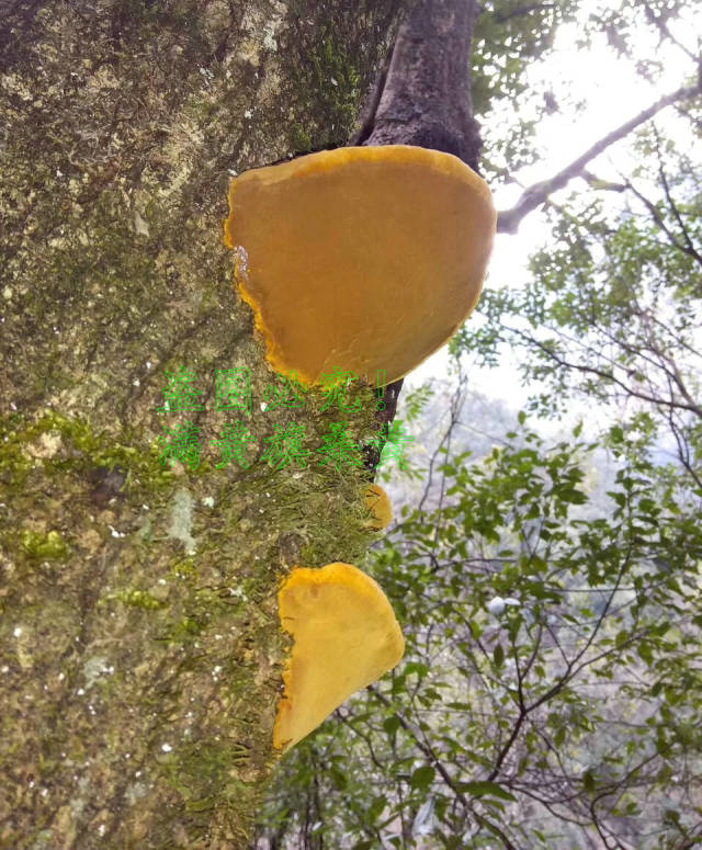 千万别吃桑黄,否则你会后悔!