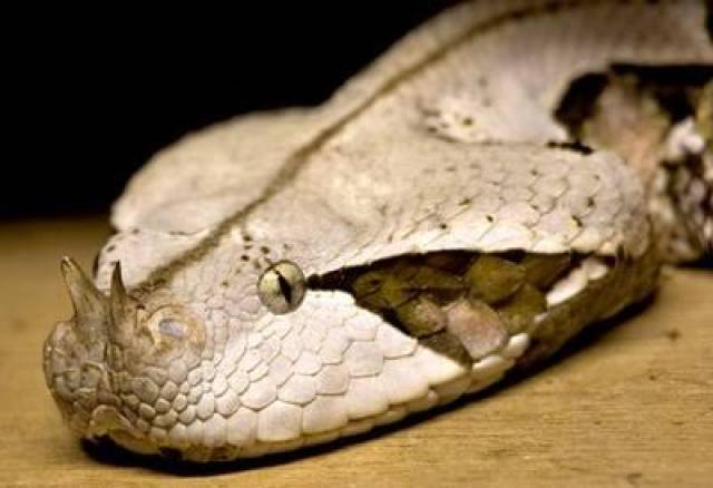 非洲8大毒蛇,各有各的杀手锏