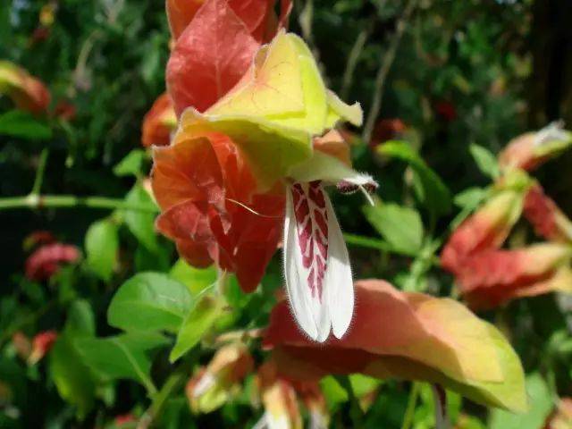 2月12日水瓶星座花「沙洲草&虾夷花」