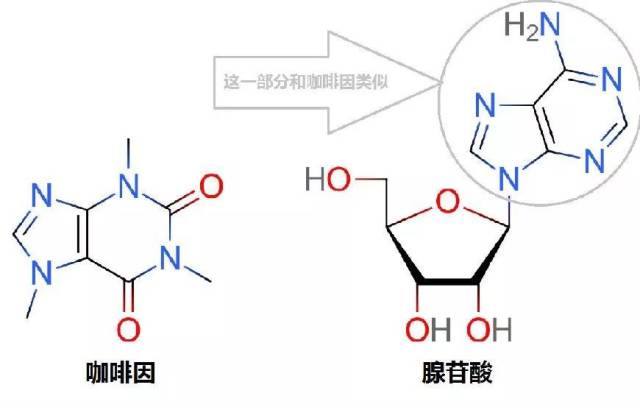 咖啡因的化学结构与腺苷非常接近,而腺苷是细胞中能量载体三磷酸腺苷