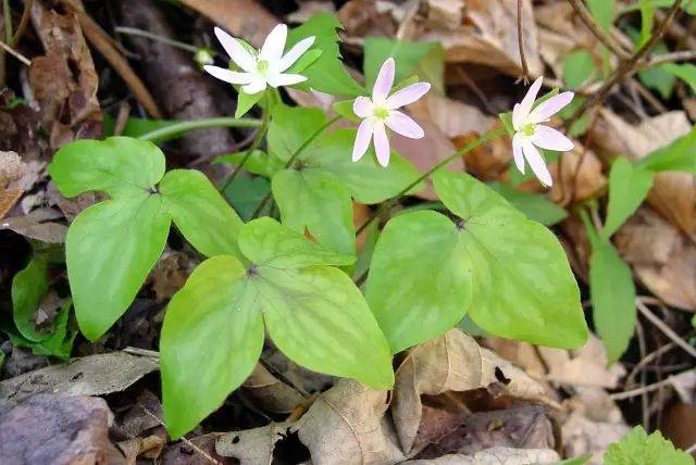 沙洲草noble liverwort学名:hepatic科属名:毛莨科雪