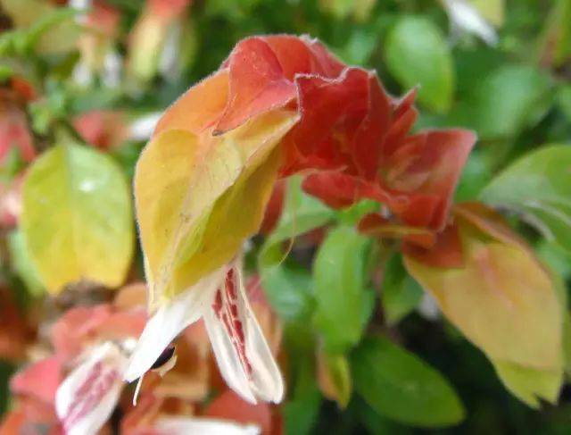2月12日水瓶星座花「沙洲草&虾夷花」