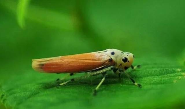 【虫害】芒果扁喙叶蝉的发生规律和防治办法_手机搜狐网