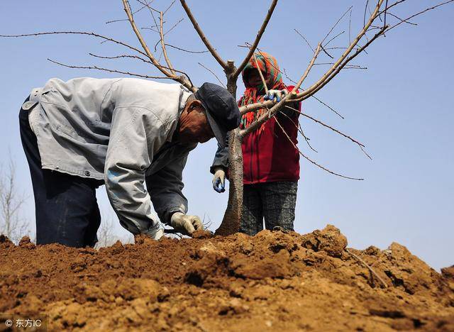 都说立春好栽树,今年立春是大年三十,年后再不栽果树就来不及了