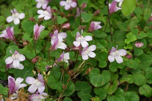 沙洲草noble liverwort学名:hepatic科属名:毛莨科雪