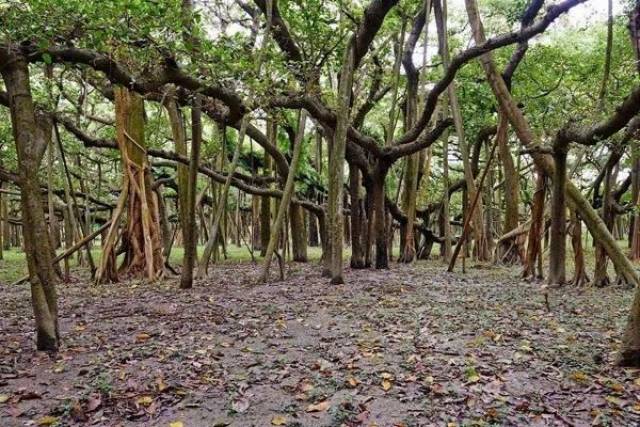 树冠最大的树——孟加拉榕树