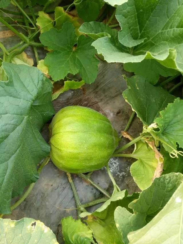 这样种甜瓜投入少,上市早,亩产效益高,别说我没告诉你!