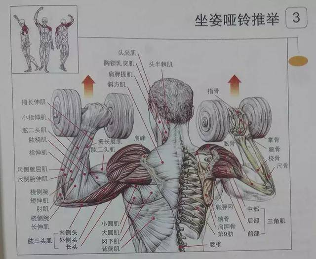 坐姿哑铃推举,是时候用它虐待三角肌中束了!