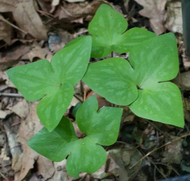 沙洲草noble liverwort学名:hepatic科属名:毛莨科雪