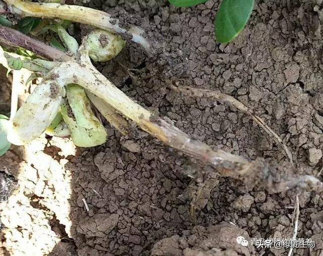 松土精还有哪些你所不知道的奇效?在这里呢!