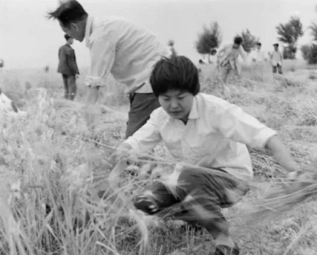 从青丝到白发,樊锦诗如何与敦煌的情缘牵绊一生?