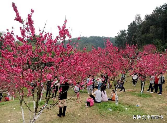 平南龔州公園桃花盛開,吸引萬千遊客觀賞!_手機搜狐網