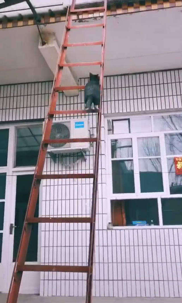 原创猫熟练的用梯子爬上屋顶,姿势让众多网友笑喷,网友:爬的比我好