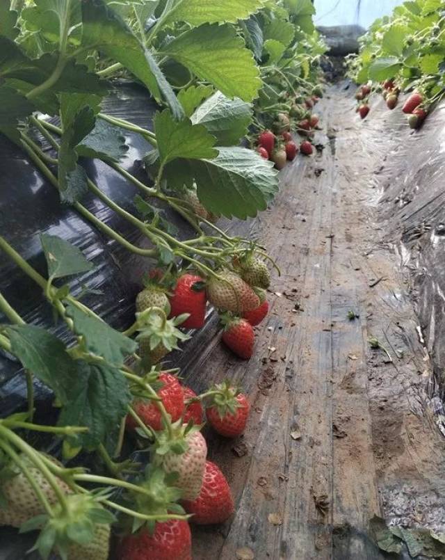 可能会忽略了地下根系的养护,其实根系在草莓生长过程中起到至关重要