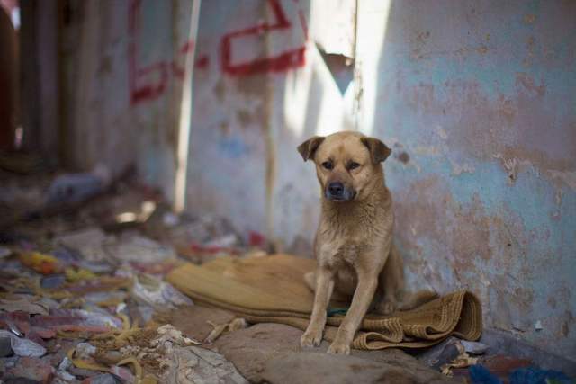 一窝流浪狗狗吃东西,生米生糠也不在乎,心酸一幕