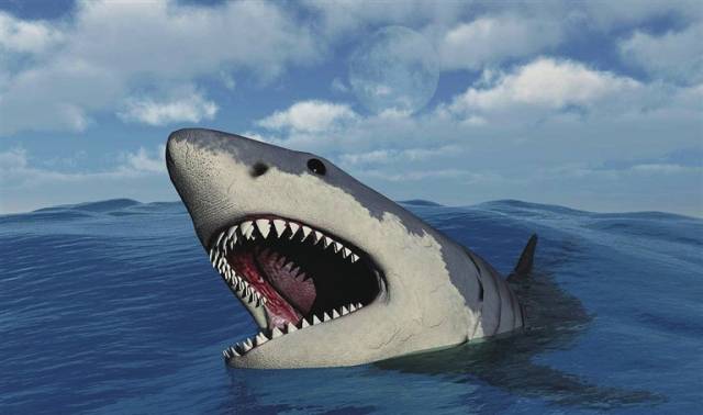 巨齿鲨图片真实图片