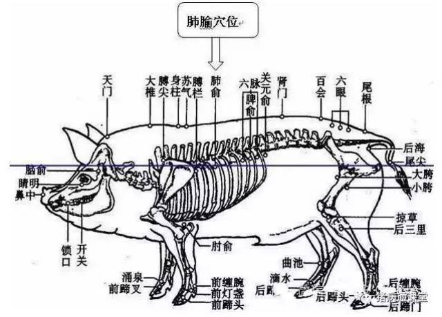 分解猪全身骨骼高清图图片