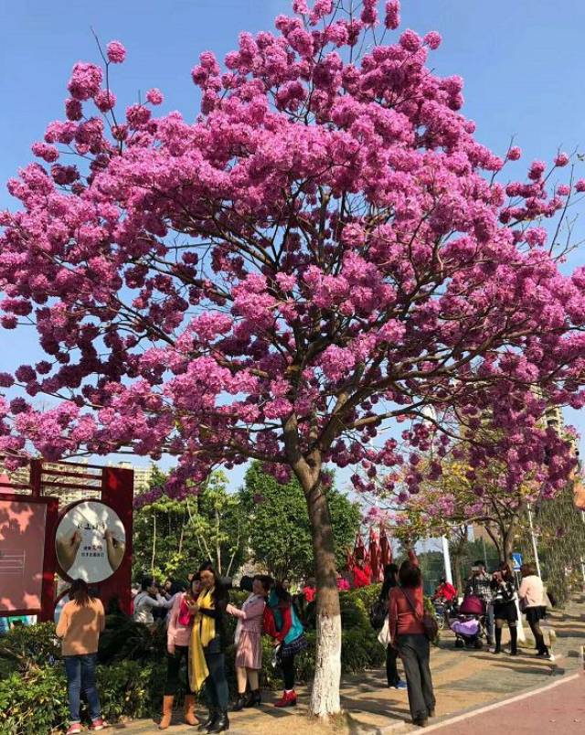 清远一棵网红花刷屏朋友圈,春天来这些地方打个卡
