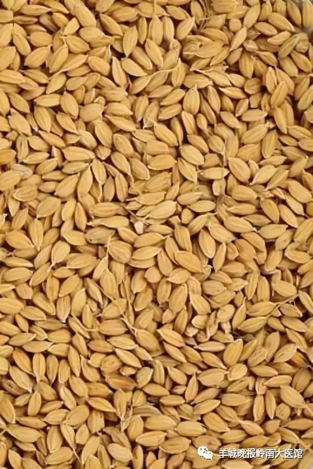 麦芽——善消米,面,薯食