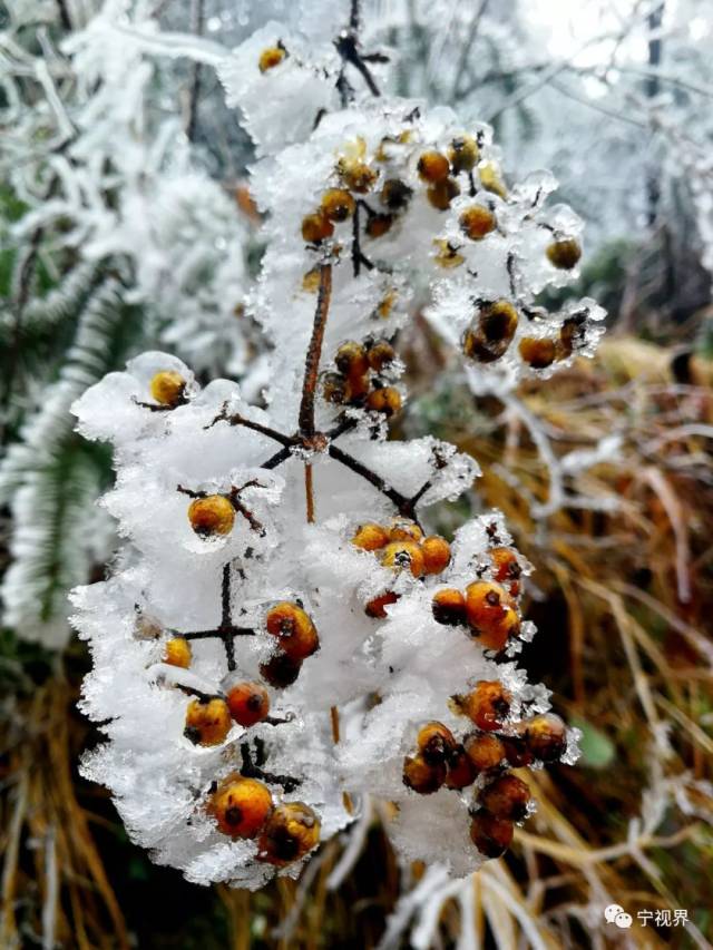 宁乡多地"雾凇艳照"新鲜出炉!美醉了