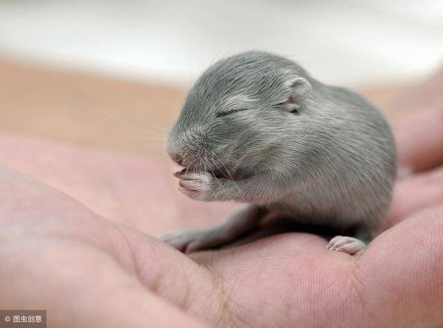 你知道农村集镇上有人收购老鼠,是用来干啥的吗?