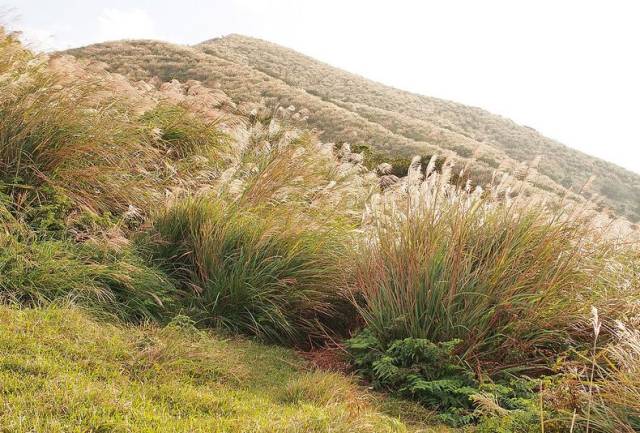 台湾阳明山擎天岗秋赏芒草置身银白世界