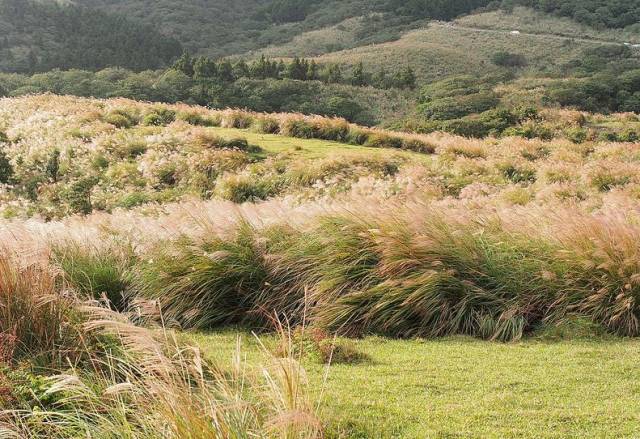 台湾阳明山擎天岗秋赏芒草置身银白世界