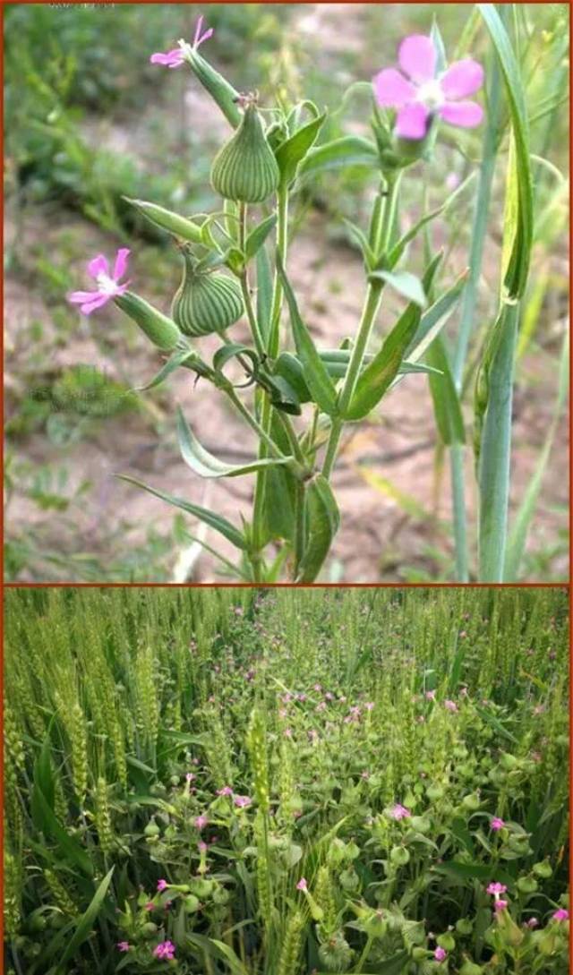 王不留行(麥藍草)