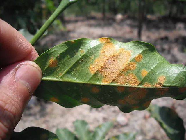 【咖啡种植】如何辨识常见的咖啡树害虫跟疾病?