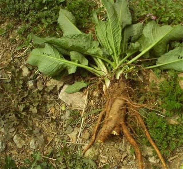 属于多年生草本植物,它的最宝贵的地方是根茎,根茎能够入药,并且药用