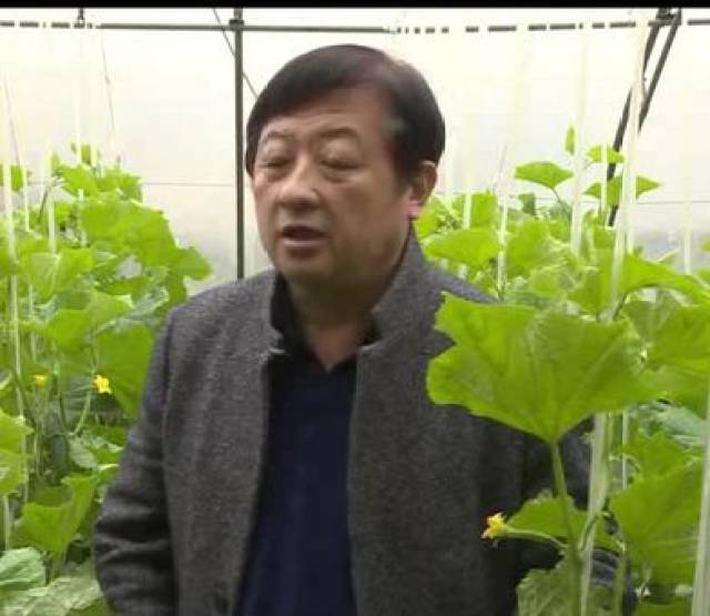 黄瓜花打顶 名字好听却有危害 黄瓜花的各部分名称 飞巢网