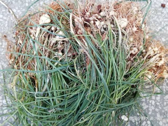 快快来摘野菜!——六街山野菜集锦