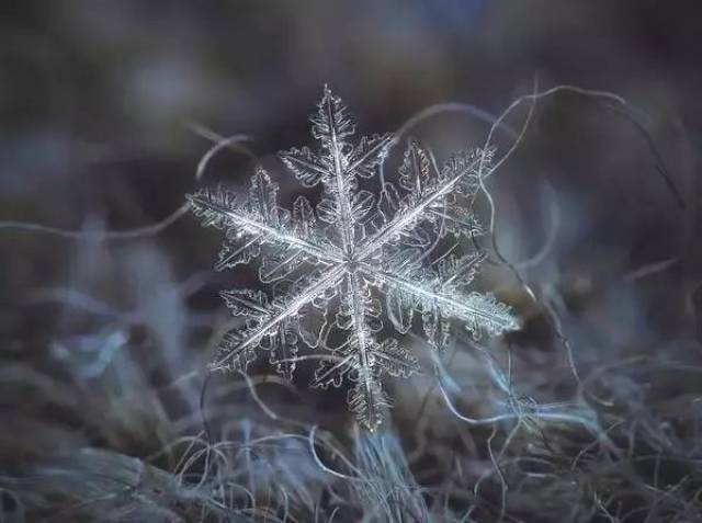 真正的雪花真的长这么好看吗?
