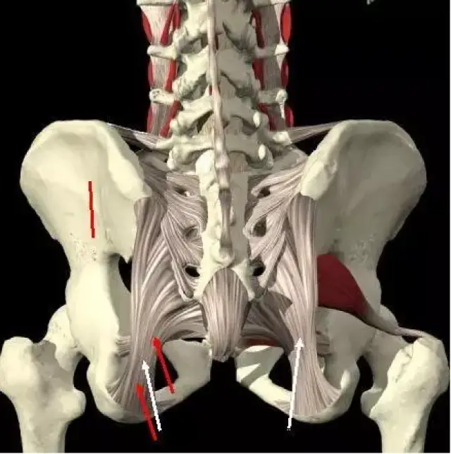 骨盆的 4块骨骼之间有坚强的关节,并由韧带,软骨和关节连接在一起
