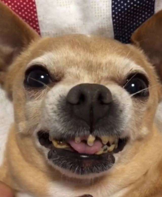 年迈的吉娃娃牙齿掉光一张嘴就让主人想笑