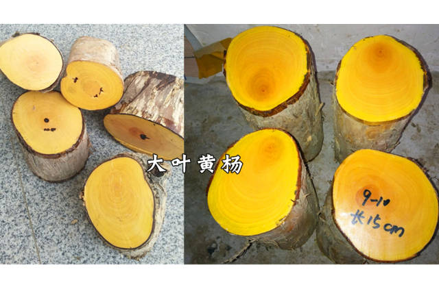 黄杨木鉴别方法图片