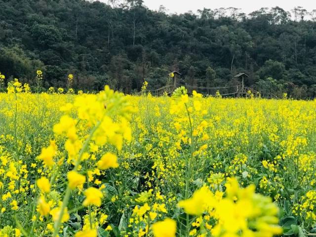 清风吹拂金波涌 飘溢醉人浓郁香 耕管村 近几年斗门的油菜花 在朋友圈