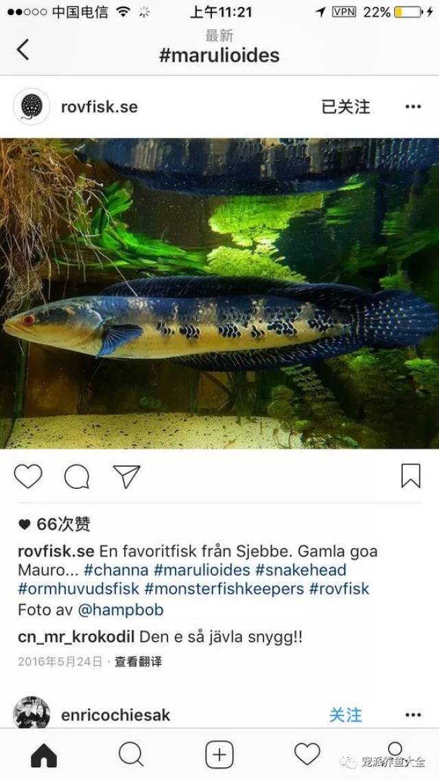 ▼婆罗洲黑魔神