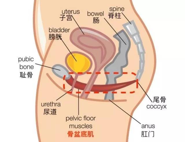 对于女性来说,这个肌肉群将肠,膀胱,子宫和阴道固定在适当的位置,对于