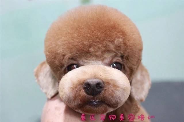 宠物美容师 我们一起来聊聊泰迪装-猎宠36计