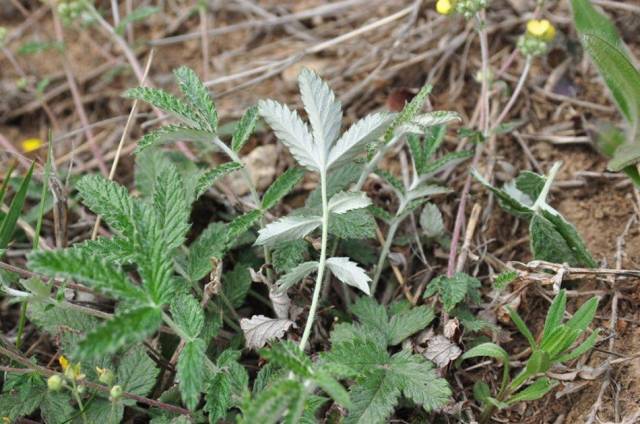 农村一种长在土里的"鸡腿",过去挖来当零食,如今才知价值珍贵