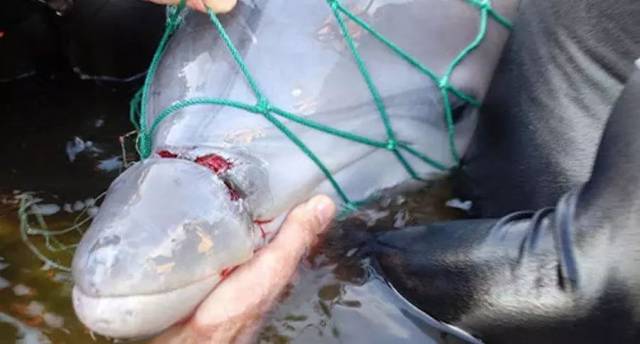 每一年,地球上有超过30万只海豚被杀