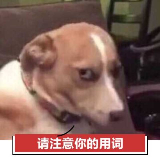 当然,光说狗是骂人的脏话还不够