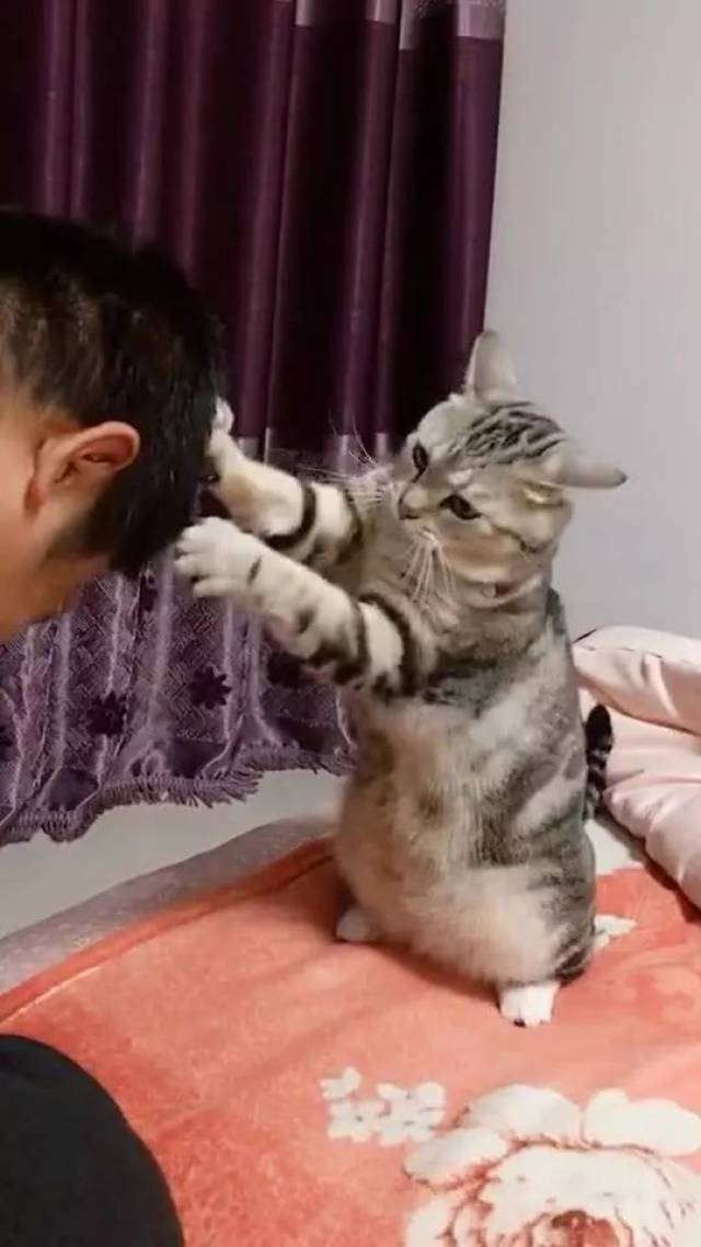 小猫咪帮主人挠头皮,挠着挠着,小猫咪做出来的动作笑翻众人