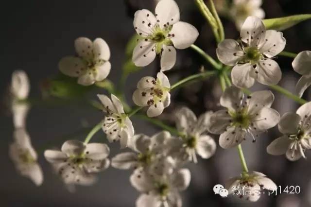 棠梨是雌雄同株吗,豆梨与棠梨的区别,棠梨的品种_大山谷图库