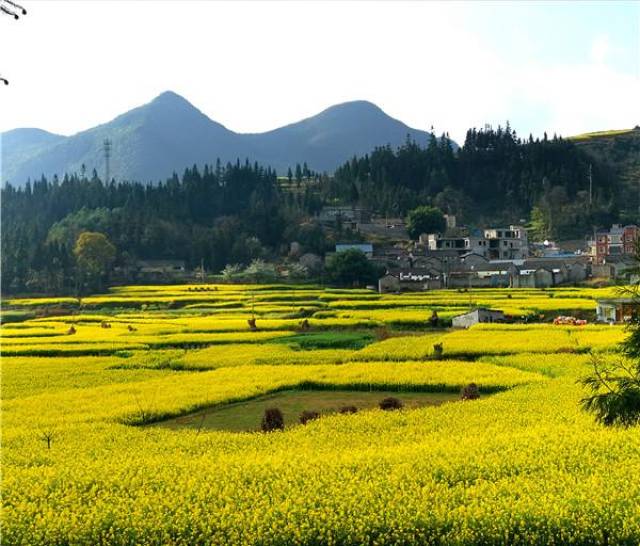 富源:十八连山油菜花开美如画