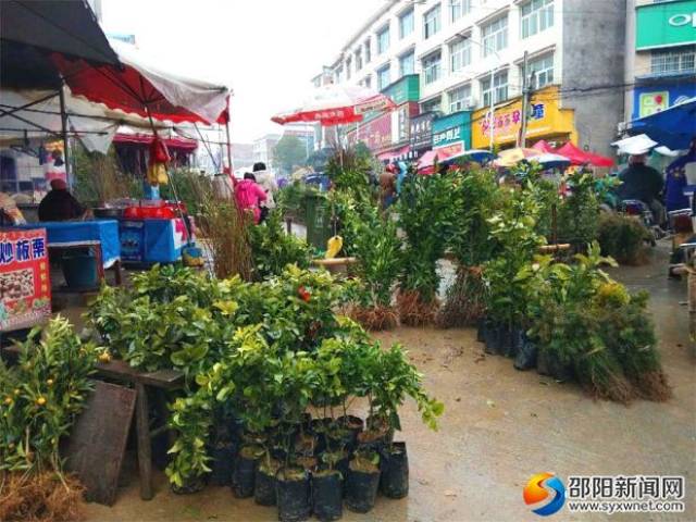 果树苗出售